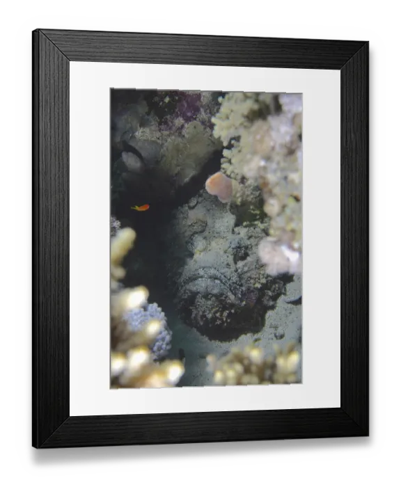 Framed Print : Reef stonefish (Synanceia verrucosa) Framed Print : Reef stonefish (Synanceia verrucosa)