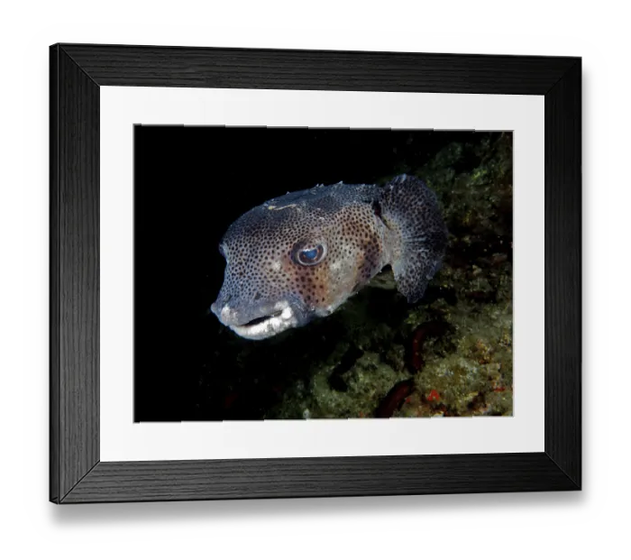 Framed Print : Grey hedgehogfish (Chilomycterus reticulates)