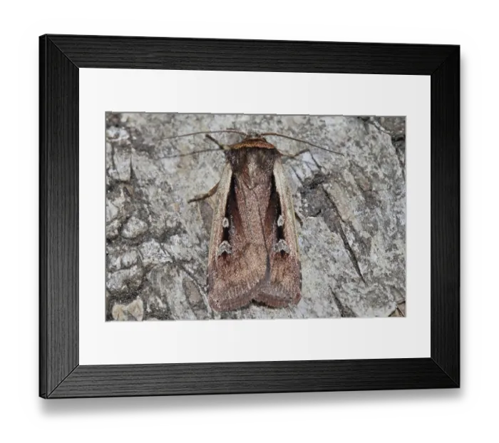 Framed Print : Flame Shoulder (Ochropleura plecta)