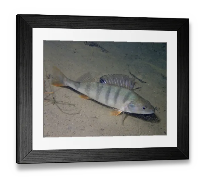 Framed Print : Perch (Perca fluviatilis) Framed Print : Perch (Perca fluviatilis)