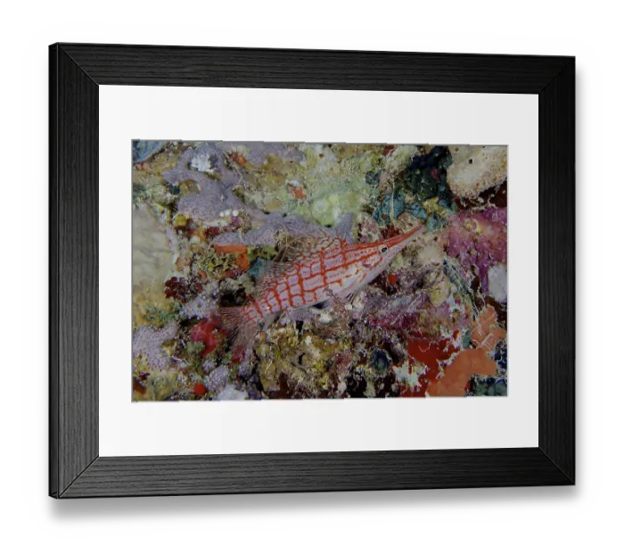 Framed Print : Longnose Hawkfish (Oxycirrhites typus) Framed Print : Longnose Hawkfish (Oxycirrhites typus)