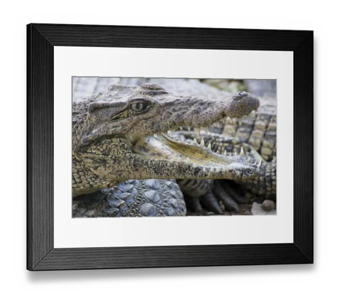 Framed Print : Crocodile farm, Cuba (crocodylus rhombifer)