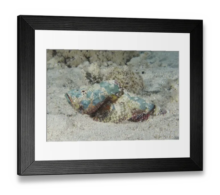 Framed Print : Humpback scorpionfish (Scorpaenopsis diabolus)