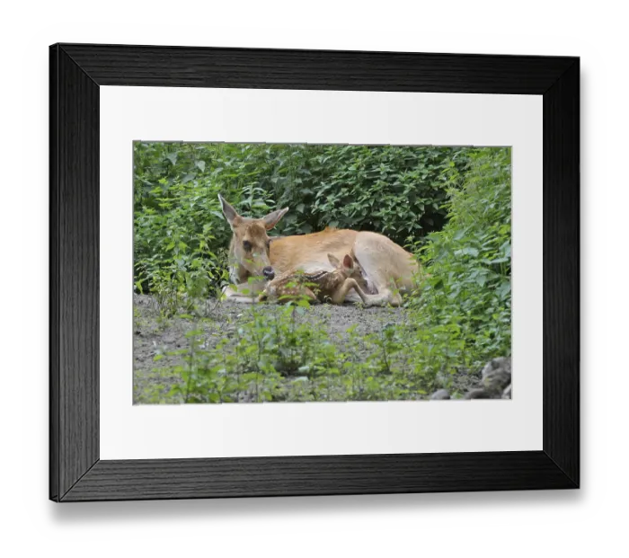 Framed Print : Red deer (Cervus elaphus) Framed Print : Red deer (Cervus elaphus)