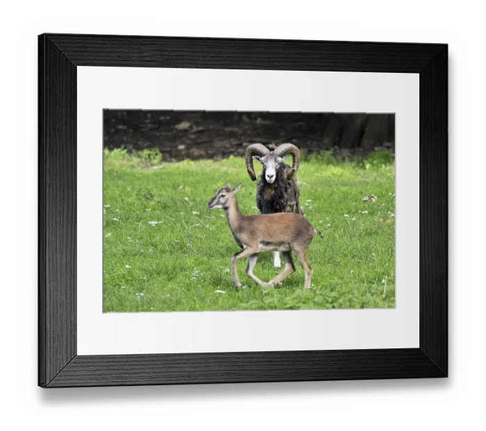 Framed Print : Mouflon (Ovis orientalis)
