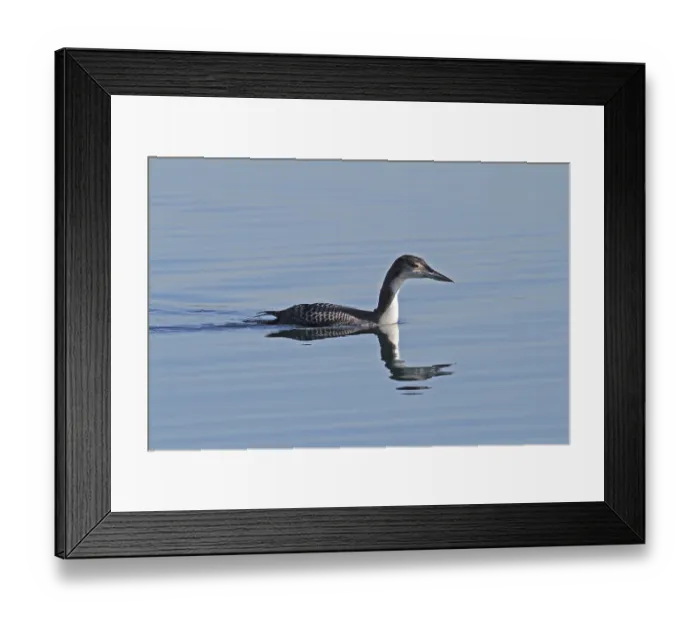 Framed Print : Common loon (Gavia immer) Framed Print : Common loon (Gavia immer)