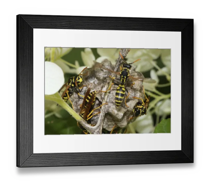 Framed Print : French field wasp (Polistes dominula) Framed Print : French field wasp (Polistes dominula)