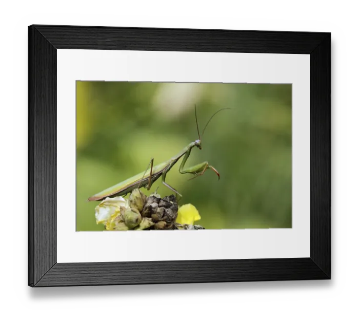 Framed Print : Praying mantis (Mantis religiosa) Framed Print : Praying mantis (Mantis religiosa)
