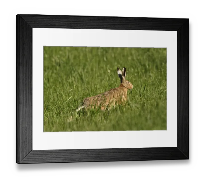 Framed Print : Hare (Lepus capensis) Framed Print : Hare (Lepus capensis)