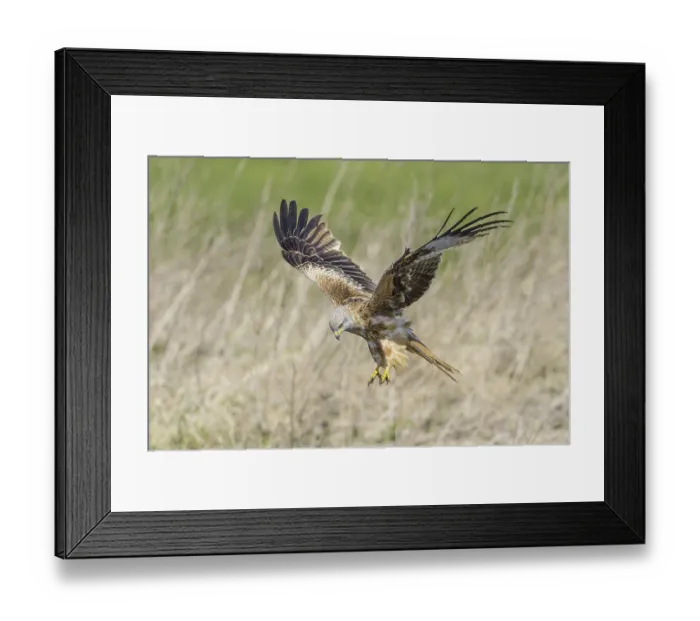 Framed Print : Red kite (Milvus milvus)