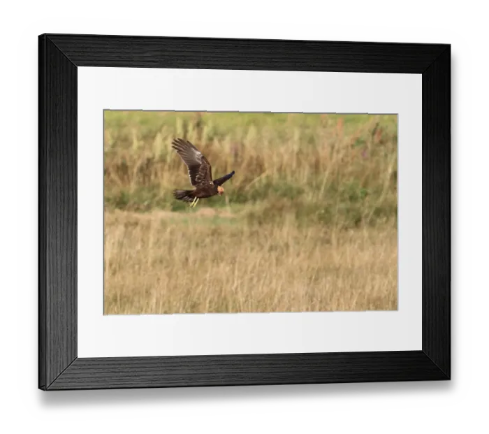 Framed Print : Marsh harrier, juvenile plumage (Circus aeruginosus)