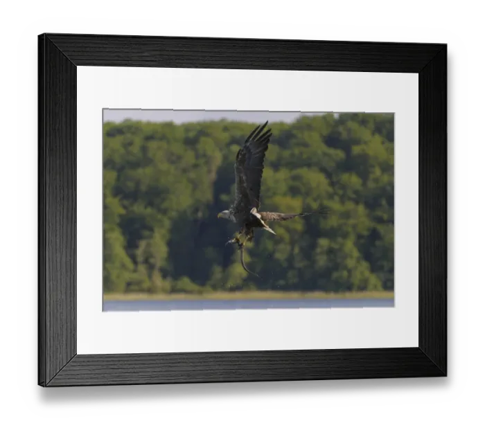 Framed Print : White-tailed eagle (Haliaeetus albicilla) Framed Print : White-tailed eagle (Haliaeetus albicilla)