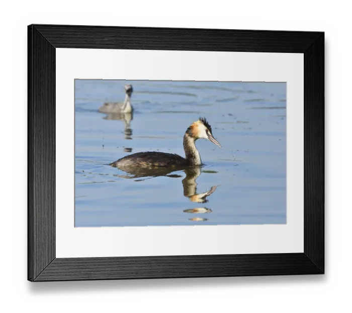 Framed Print : Great Crested Grebe (Podiceps cristatus)