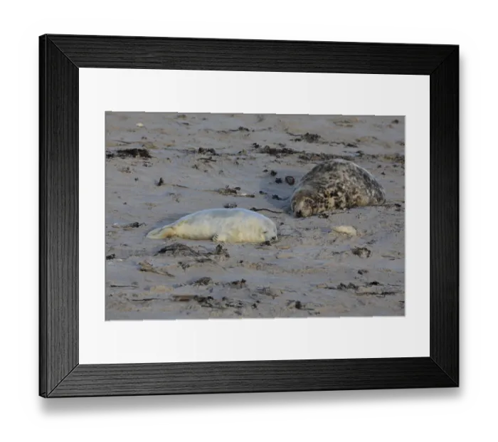 Framed Print : Grey seal (Halichoerus grypus) Framed Print : Grey seal (Halichoerus grypus)