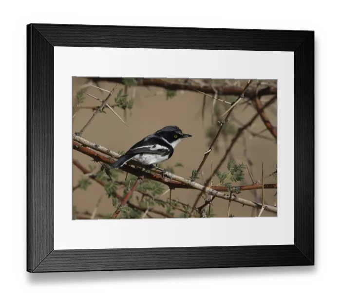 Framed Print : Pirit flycatcher (Batis pirit)