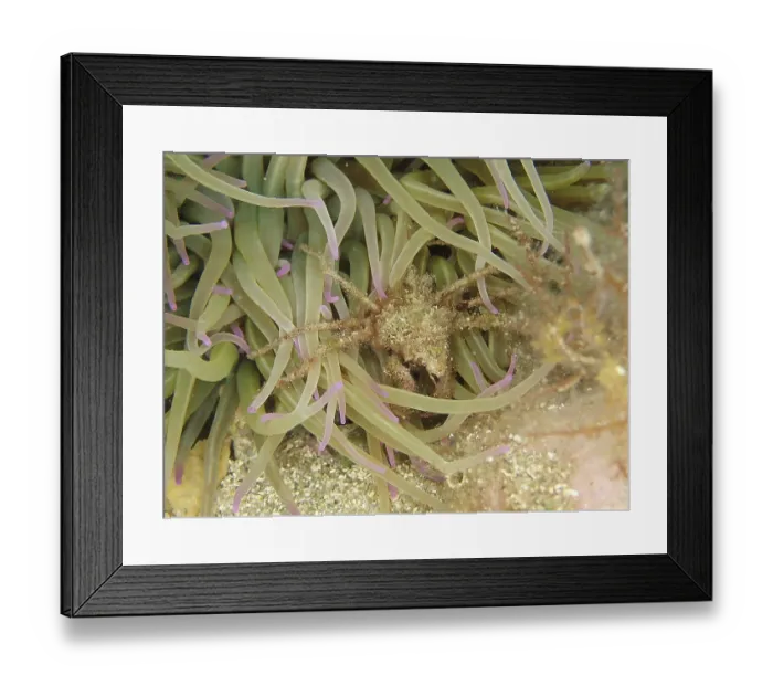Framed Print : Long-legged ghost crab (Macropodia sp)