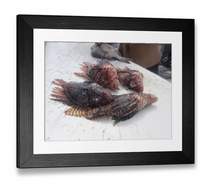 Framed Print : Pacific red lionfish (Pterois volitans)