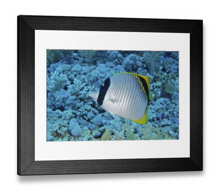 Framed Print : Giant butterflyfish (Chaetodon lineolatus) Framed Print : Giant butterflyfish (Chaetodon lineolatus)