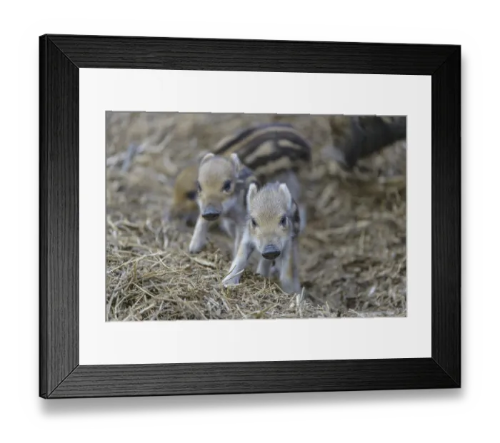 Framed Print : Wild boar, (wild boar) Framed Print : Wild boar, (wild boar)