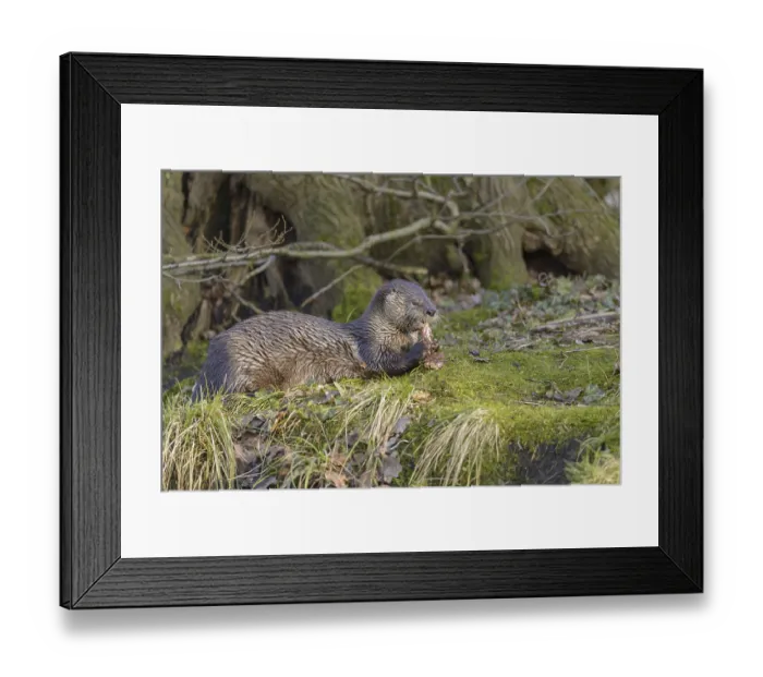 Framed Print : European otter (Lutra lutra)
