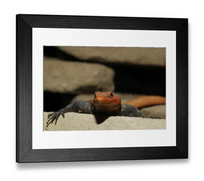 Framed Print : Emperor flat-belted lizard (Platysaurus imperator) Framed Print : Emperor flat-belted lizard (Platysaurus imperator)