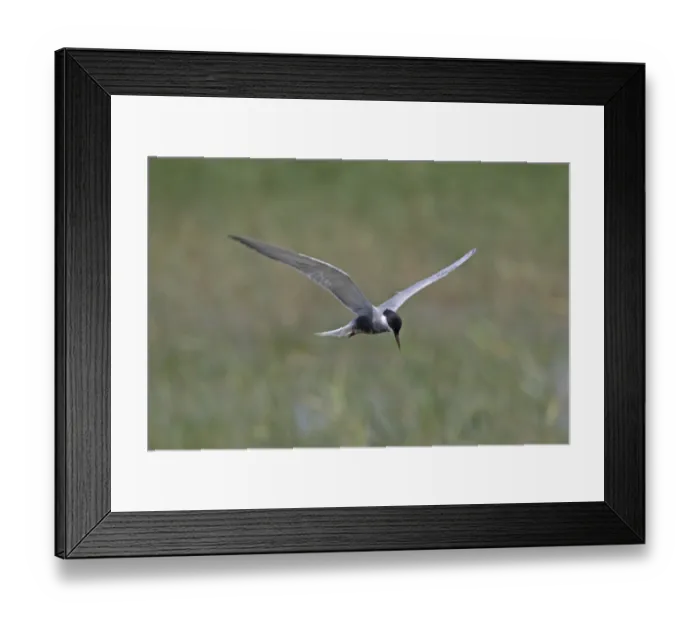 Framed Print : White-bearded Tern (Chlidonias hybrida) Framed Print : White-bearded Tern (Chlidonias hybrida)