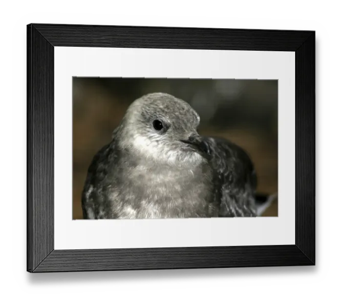 Framed Print : Parasitic skua (Stercorarius parasiticus)