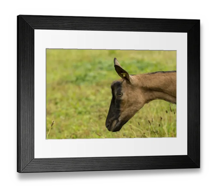Framed Print : Harz goat