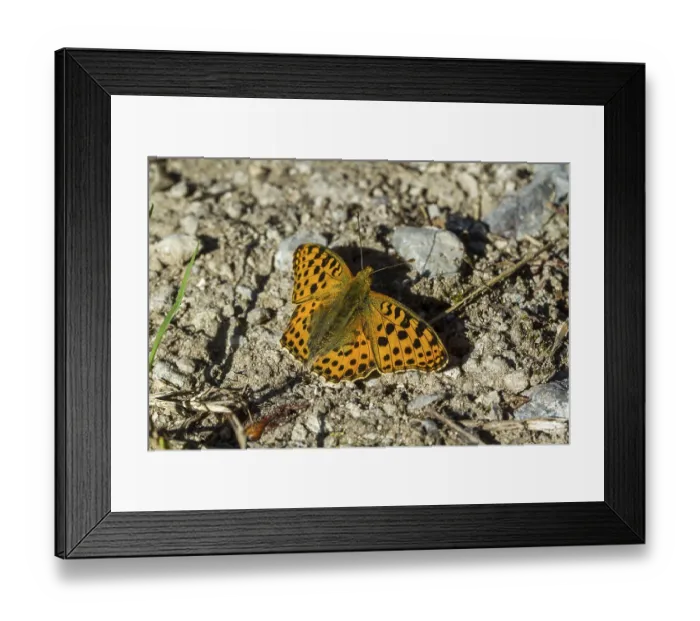 Framed Print : Small Pearl-bordered Fritillary (Issoria lathonia) Framed Print : Small Pearl-bordered Fritillary (Issoria lathonia)
