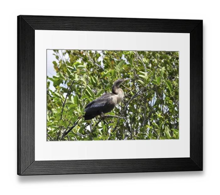 Framed Print : American Darter (Anhinga anhinga)