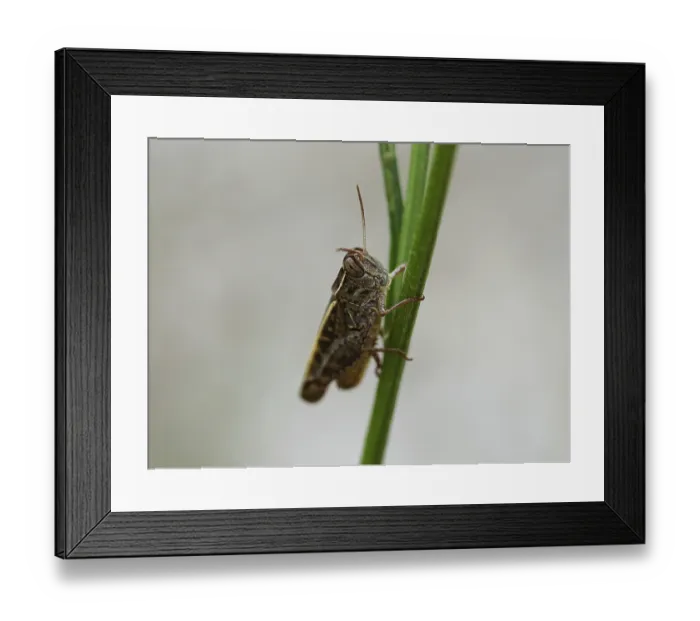 Framed Print : Calliptamus italicus, field grasshopper Framed Print : Calliptamus italicus, field grasshopper