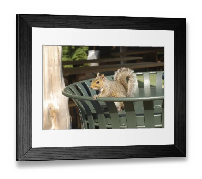 Framed Print : Grey squirrel (Sciurus carolinensis)