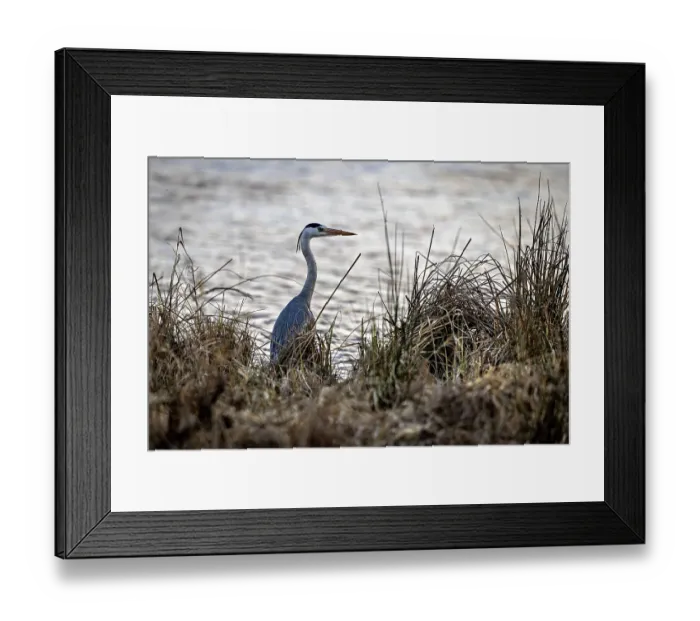 Framed Print : A heron stands in the reeds on the bank of a body of water Framed Print : A heron stands in the reeds on the bank of a body of water