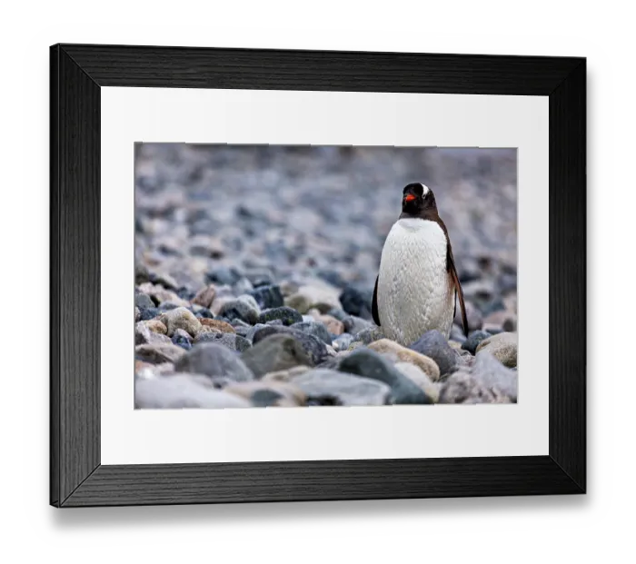 Framed Print : A penguin stands on a rocky area on the shore Framed Print : A penguin stands on a rocky area on the shore