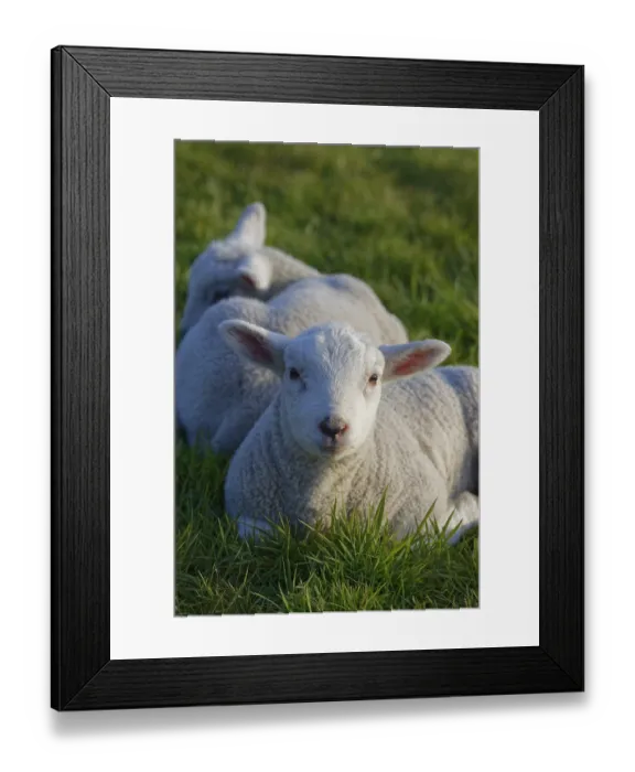Framed Print : Texel Sheep, Lower Rhine, North Rhine-Westphalia