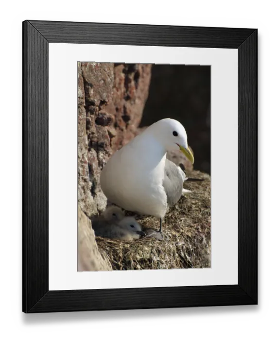 Framed Print : Common Gull (Larus canus linnaeus) on nest with young Framed Print : Common Gull (Larus canus linnaeus) on nest with young