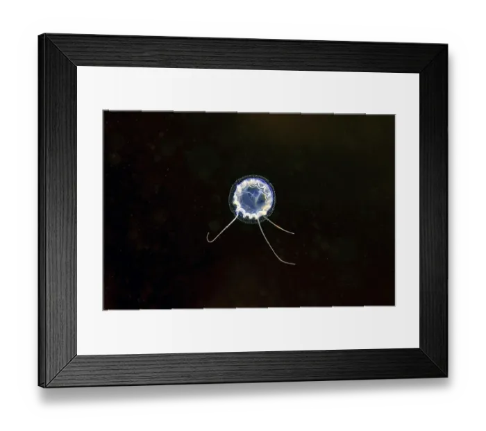 Framed Print : Jellyfish Sarsia (Coryne tubulosa) Framed Print : Jellyfish Sarsia (Coryne tubulosa)