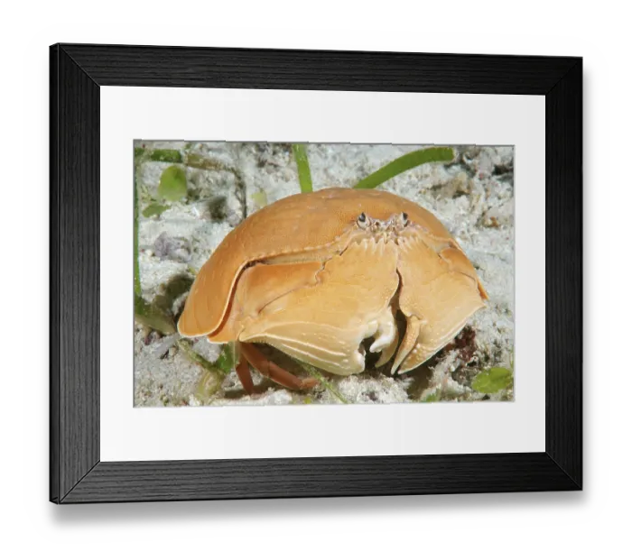 Framed Print : Smooth Crab (Calappa calappa), Bohol Sea Framed Print : Smooth Crab (Calappa calappa), Bohol Sea
