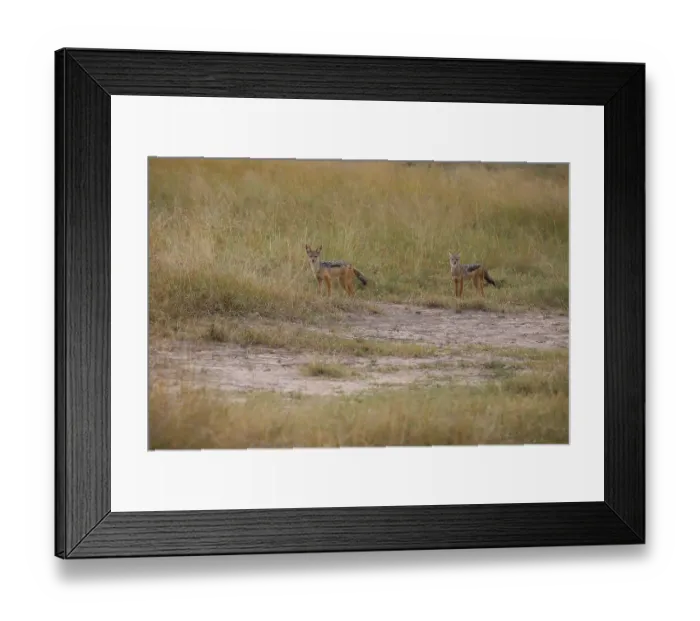 Framed Print : Two black-backed jackals, Lupulella mesomelas Framed Print : Two black-backed jackals, Lupulella mesomelas