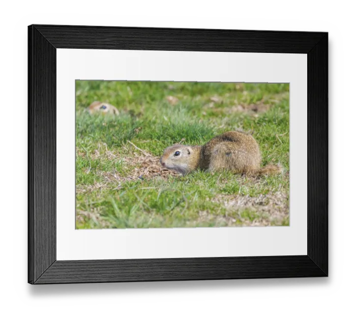 Framed Print : Souslik (Spermophilus citellus) European ground squirrel in the natural environment Framed Print : Souslik (Spermophilus citellus) European ground squirrel in the natural environment