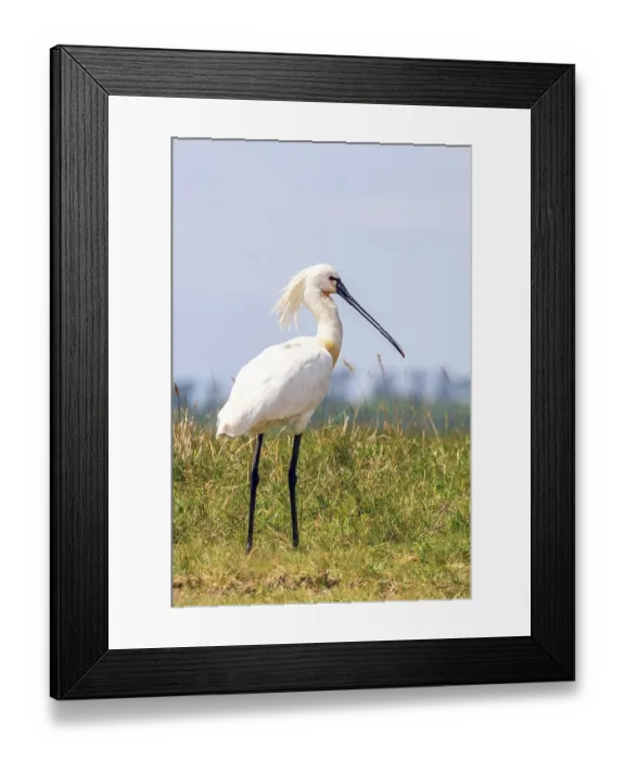 Framed Print : Eurasian Spoonbill (Platalea leucorodia) Common Spoonbill