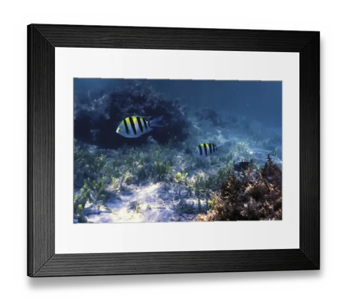 Framed Print : Sergeant major fish (Abudefduf saxatilis) Underwater background