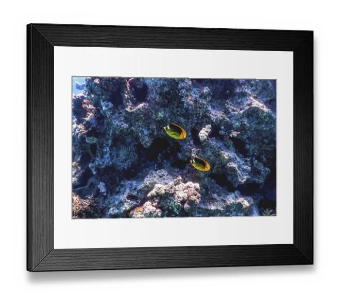 Framed Print : Diagonal butterflyfish (Chaetodon fasciatus) Coral fish