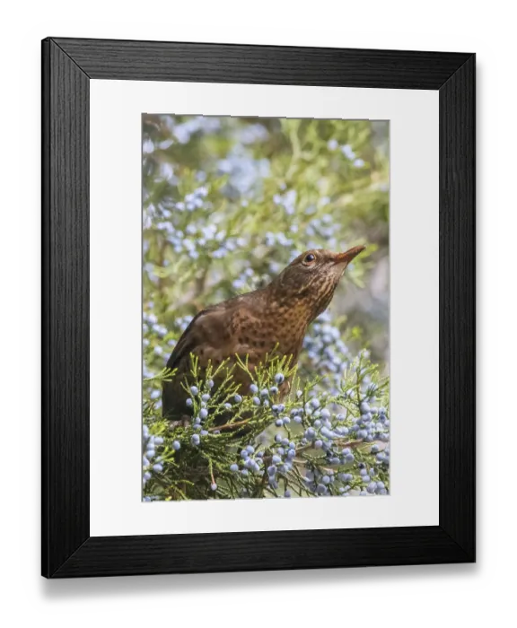 Framed Print : Common Blackbird (Turdus merula) Eurasian Blackbird Female sits in the tree Framed Print : Common Blackbird (Turdus merula) Eurasian Blackbird Female sits in the tree