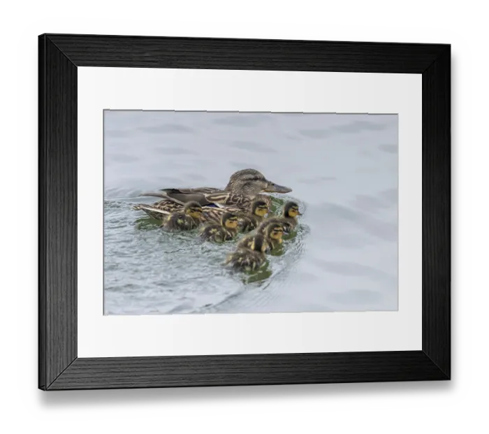 Framed Print : Ducklings Swimming, Mallard Duck Babies on Water Surface Framed Print : Ducklings Swimming, Mallard Duck Babies on Water Surface