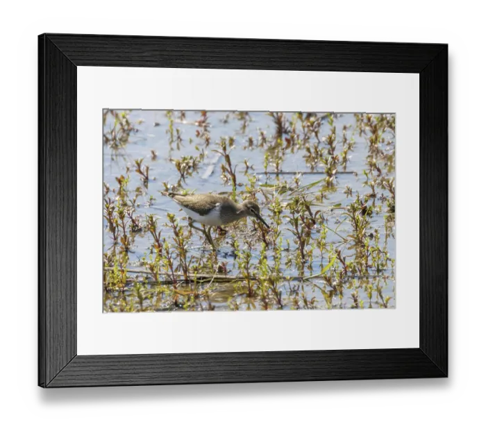Framed Print : Common Sandpiper Water Bird (Actitis hypoleucos)