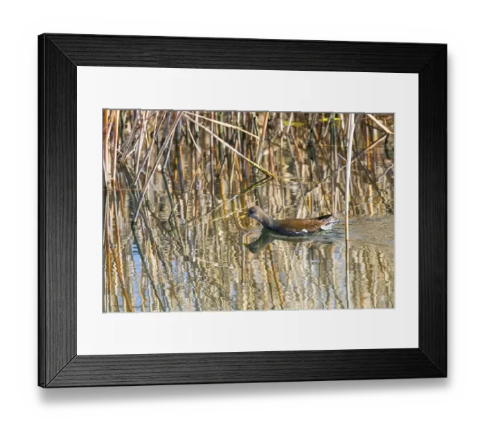 Framed Print : MoorhenSwimming on Water (Gallinula chloropus) Common Moorhen