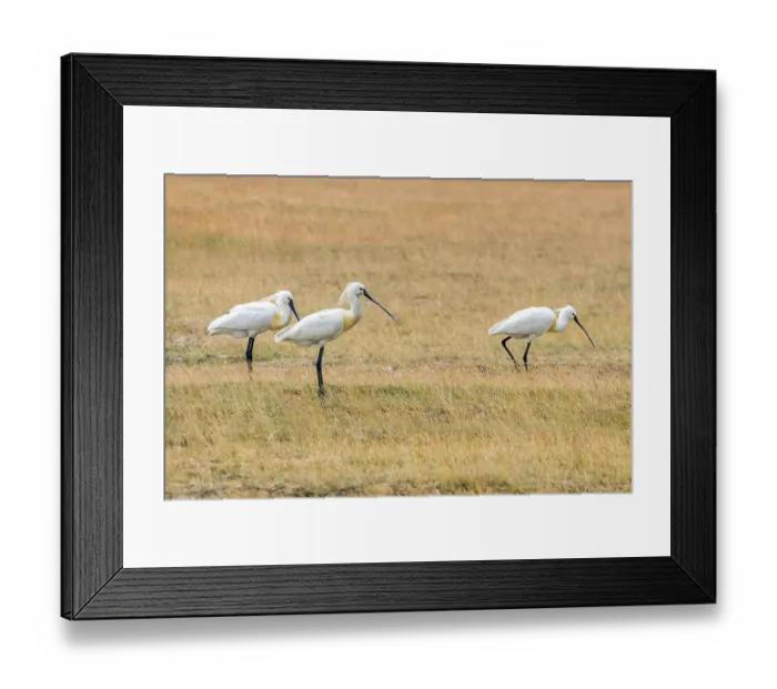 Framed Print : Eurasian Spoonbills (Platalea leucorodia) Common Spoonbills