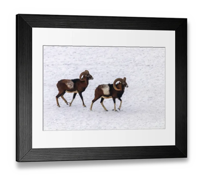 Framed Print : Mouflons in Winter Wild nature (ovis musimon)