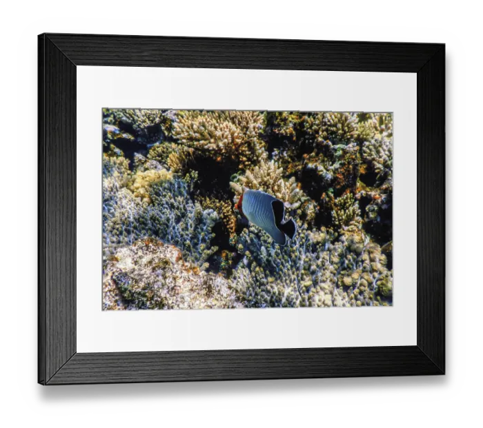 Framed Print : Hooded butterflyfish (Chaetodon larvatus) Coral fish